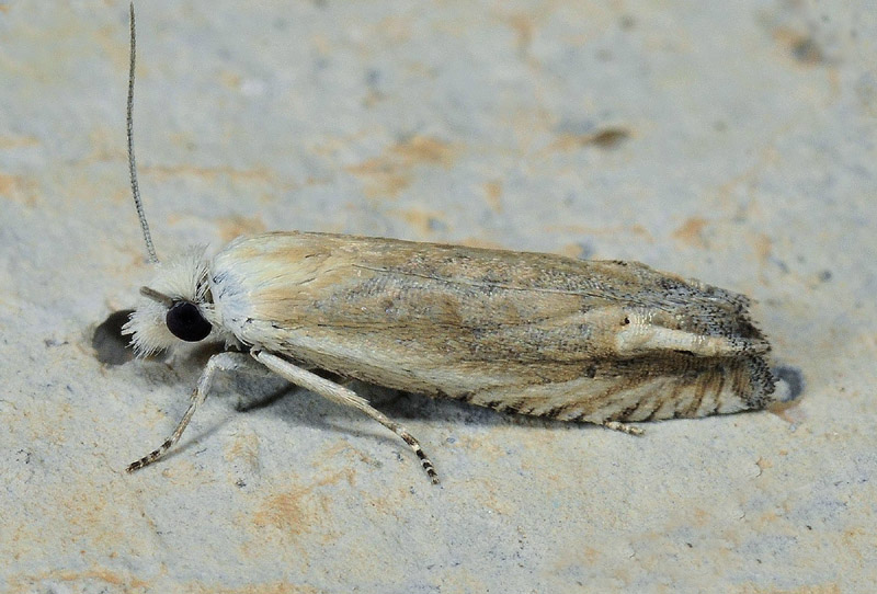 14Tortricidae - Eucosma albidulana